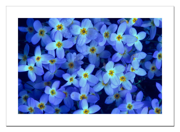 Bluets