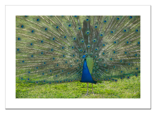 Peacock