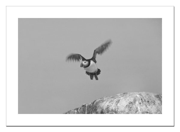 Puffin in flight