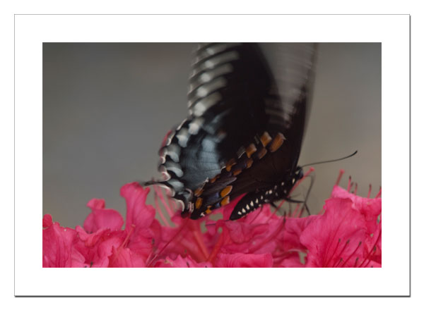 Black Swallowtail