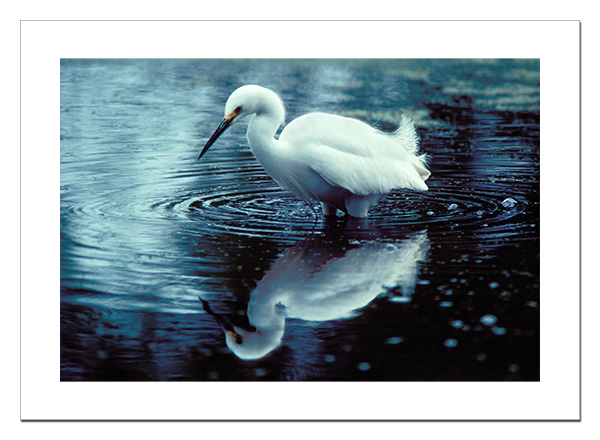 Great Egret