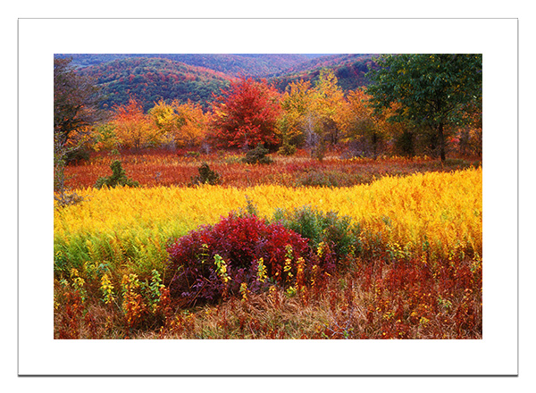 Dolly Sods, West Virginia