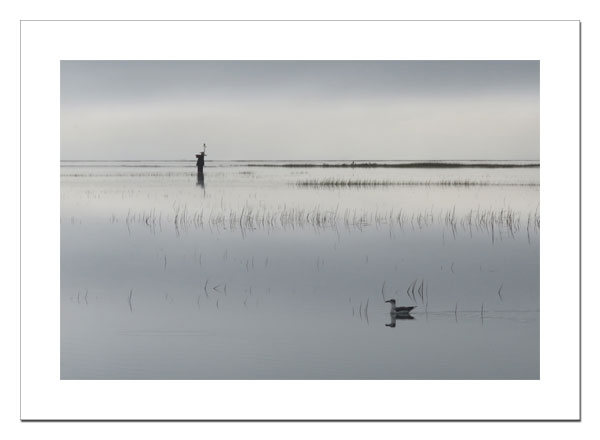 Seagull in still water