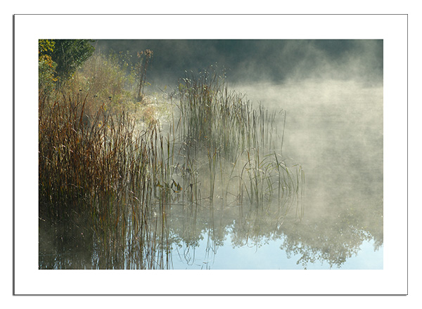 Misty pond