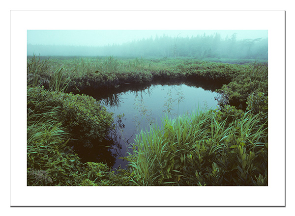 Misty Maine pond