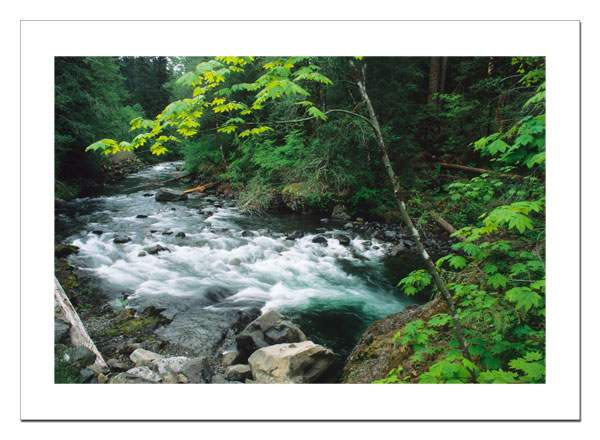 Mountain stream