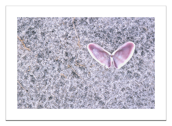 Shell on beach