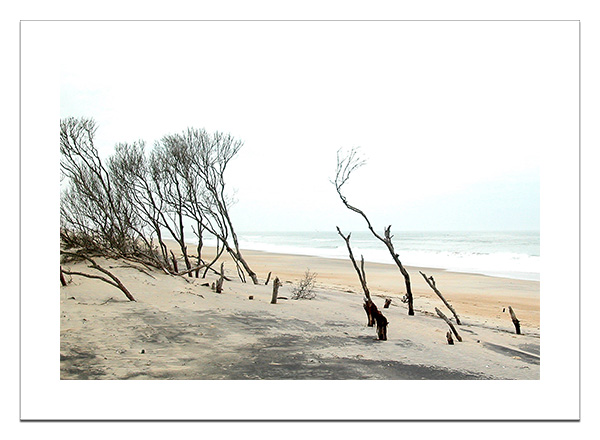 Beach trees