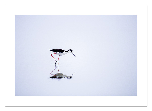 Black-necked Stilt