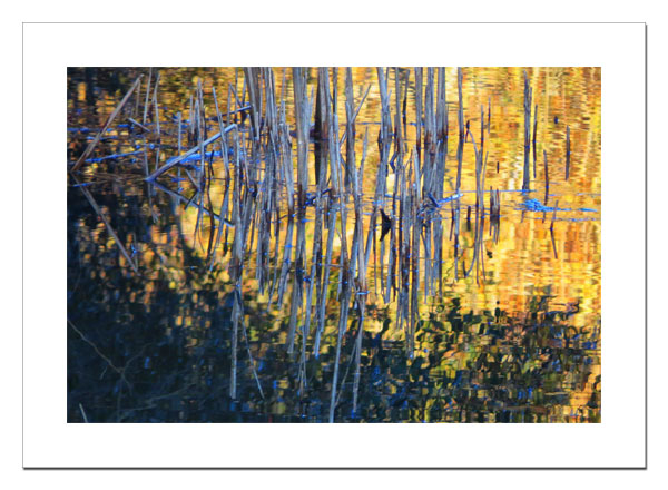 Cattails in a Pond