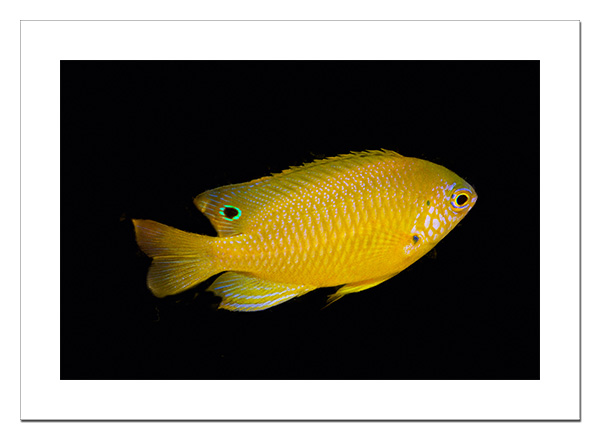 Damselfish