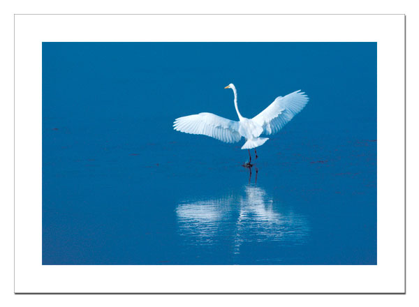 Great Egret skimming the water