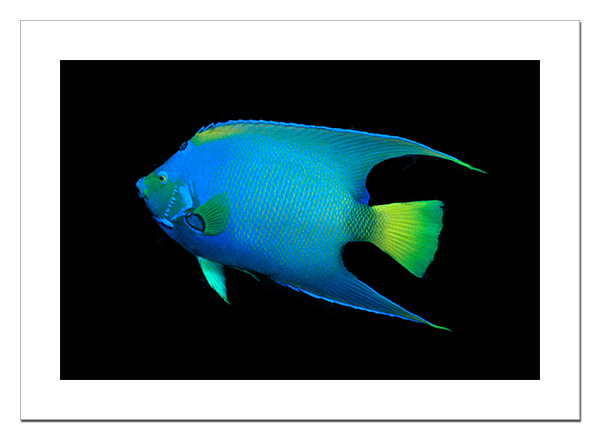 Queen Angelfish