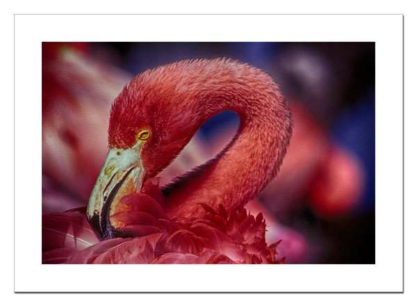 Flamingo