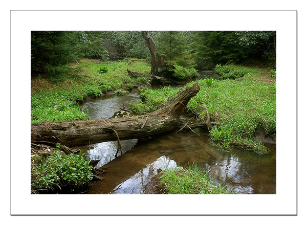 Quiet glade