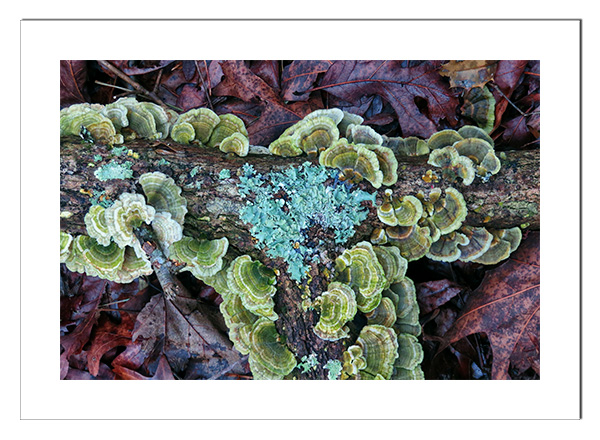 Lichen on a log