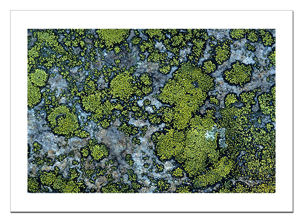 Green lichen