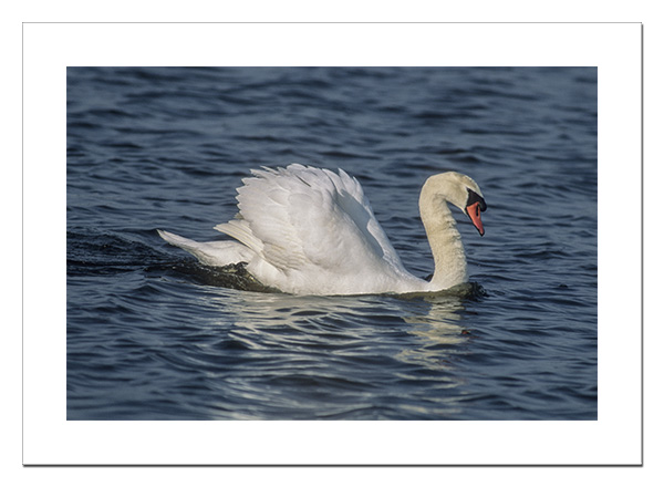 Mute Swan