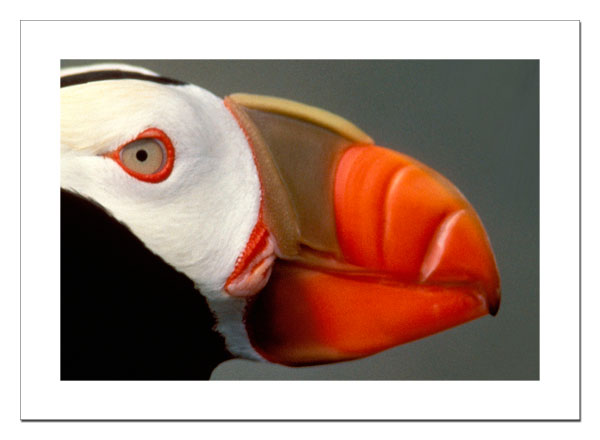 Tufted Puffin