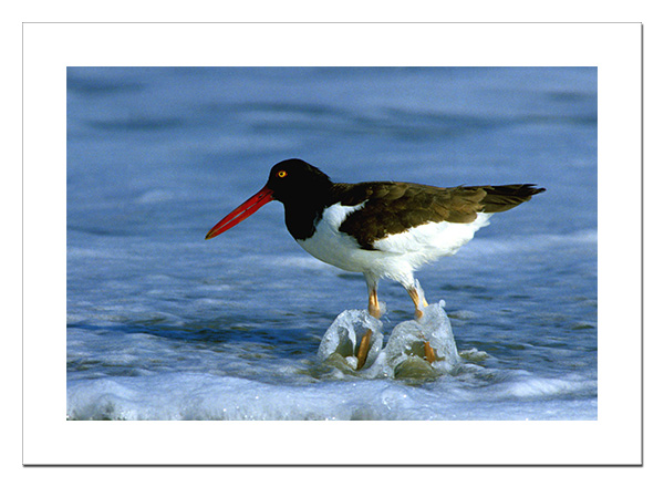 Oystercatcher