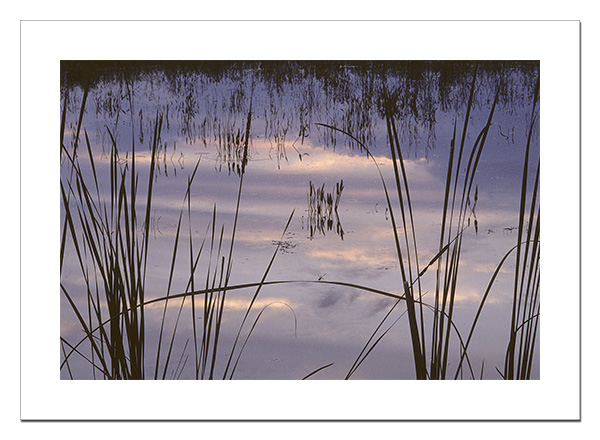 Pond reflections