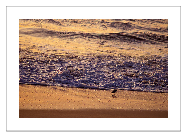 Sanderling on beach