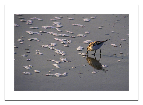 Sanderling