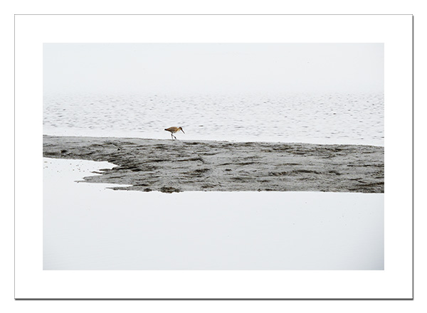 Sandpiper