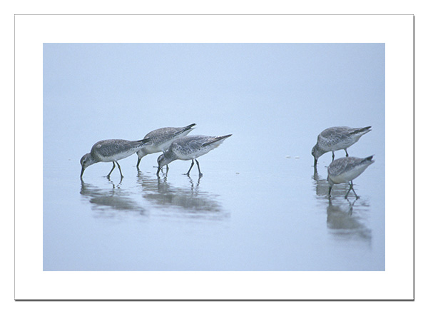 Shorebirds