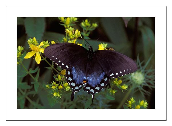 Swallowtail