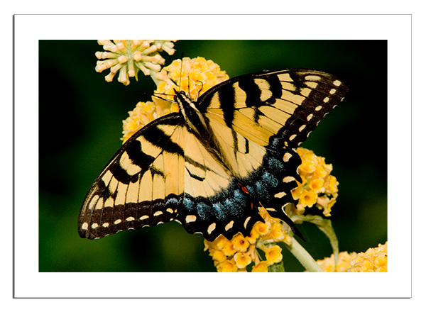 Tiger Swallowtail