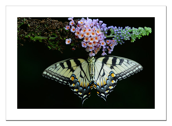 Tiger Swallowtail