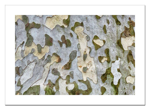 Tree bark