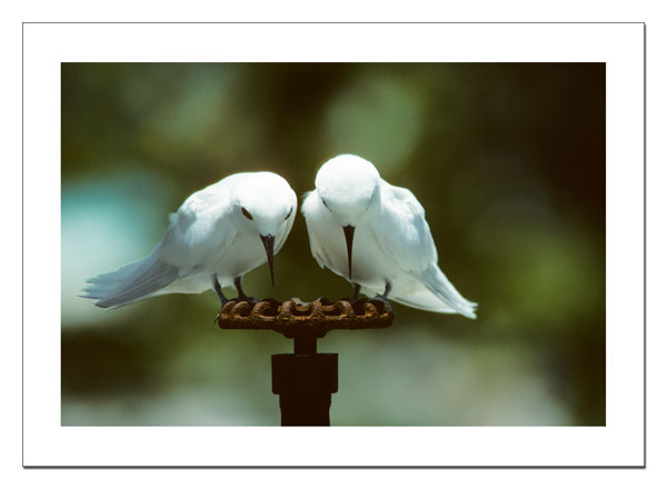 White Terns