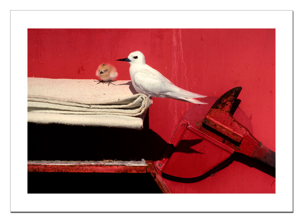 White Tern and chicks