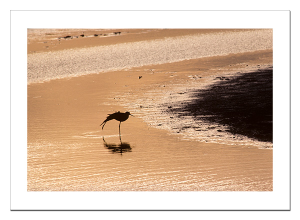 Yellowlegs on Atlantic beach