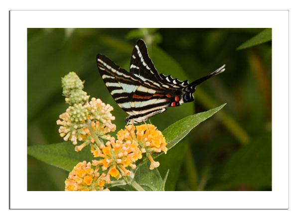 Zebra Swallowtail