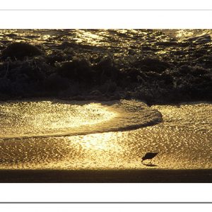 Sanderling on Atlantic beach