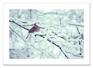 Mourning Dove