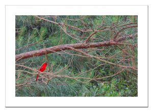 Cardinal in pine tree
